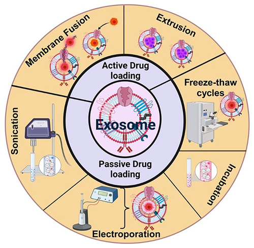 Figure 5 Exosomes-based Drug Delivery Systems to Cancer cells (Created with BioRender.com).