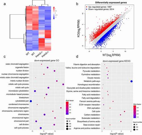 Figure 3. Loss of Insm2 alters the ovarian transcriptome. (a) Hierarchical clustering of significantly different genes in an RNA-seq analysis of 8-wk-old Insm2−/− ovaries compared with control ovaries (P < 0.05 and fold change ±2). Two independent pools of two ovaries per genotype were analyzed. Downregulated genes are shown in blue and upregulated genes are indicated in red. (b) Graph plot showing dysregulated genes in Insm2−/− ovary. Significantly regulated genes have a P-value of < 0.05 and fold change of > 2. The blue dots represent significantly decreased transcripts; the red dots represent the transcripts for which expression levels were significantly increased. (c) GO analysis of differentially down-expressed genes ordered by −log10 (P-value). (d) KEGG analysis of differentially down-expressed genes ordered by −log10 (P-value). Two samples per genotype were analyzed in each experiment.