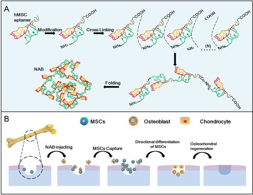 Figure 1 Study design and experimental scheme of aptamer-functionalized nanoparticles for targeting MSCs recruitment for bone defect restoration in theranostic applications. (A) Preparation of NAB based on aptamer HM69. Aptamer HM69 was modified -NH2 at the 3ʹ end and -COOH at the 5ʹ end, respectively. Modified HM69 was linked with each other under NHS/EDC system and generate -NH-CO- chemical bond. Then, poly-HM69 tended to be a nanoparticle in an aqueous solution. (B) Schematic diagram of bone defect. After the NAB injection, NAB could firstly recognize the MSCs in bone defect and be anchored. Secondly, NAB could capture and recruit MSCs to bone defect. Then, more MSCs may differentiate into chondrocyte and osteoblast.Abbreviations: EDC, 1-ethyl-3-[3-dimethylaminopropyl] carbodiimide hydrochloride; NHS, N-hydroxysuccinimide.