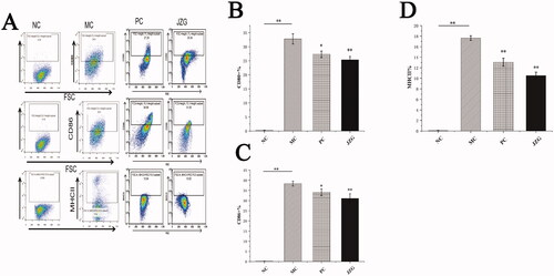 Figure 6. Flow cytometric detection and value of CD80+, CD86+ and major histocompatibility complex II positive (MHC-II+) in rats of each group [(compared with model control (MC), **p < 0.01, *p < 0.05), normal control (NC), MC, positive control (PC), Jiang-Zhi Granule (JZG)].