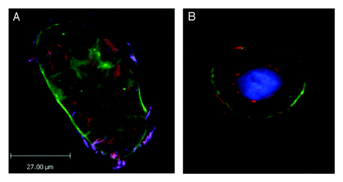 Figure 1. Immunofluorescence micrographs showing images of Caco-2 cells infected with F. nucleatum strain EAVG_002 for 24 h, showing localization of bacteria in the perinuclear region. Strain EAVG_002 is an example of a highly invasive strain isolated from an inflamed intestinal biopsy taken from an IBD patient and has been extensively characterized.Citation3,Citation8,Citation47 (A) This merged image shows differentially stained bacteria (see ref. Citation8 for differential staining method used) allowing clear delineation between bacteria that have invaded and are internalized within the imaged group of host cells and bacteria that remain outside of these host cells; actin is labeled with Phalloidin 488 (green), internalized bacteria are orange (Cy3) and bacteria external to the cells appear purple (Cy3 + Alexa 350). (B) Merged image showing detail of a representative host cell from sample taken from same experimental set as for (A) except that for labeling purposes this time differential staining was not done and instead samples were stained with DAPI (blue) and Phalloidin 488 (green) to reveal the host cell nuclei and actin cytoskeleton respectively and all bacteria were stained orange using Cy3.
