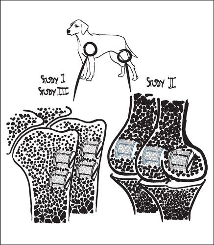 Figure 29. Overview of studies I‐III