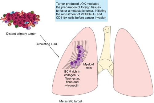 Figure 3 The premetastatic niche.