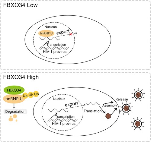 Figure 8. A working model of the role of FBXO34/hnRNP U axis in the establishment of HIV latency. In latent state, hnRNP U interacts with HIV-1 mRNA and blocks HIV-1 mRNA translation. When FBXO34 up-regulation of expression, FBXO34 interacts with hnRNP U and promotes the ubiquitination of hnRNP U, which in turn leads to hnRNP U degradation. When hnRNP U is degraded, the translation of HIV-1 mRNA is enhanced, and HIV-1 turns from a latent state to an activated state.