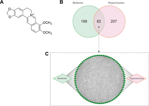Figure 1 The network pharmacology of BBR in the treatment of HUA. (A) The chemical structure of BBR. (B) The Venn diagram of BBR-HUA. (C) The BBR-target-HUA network.
