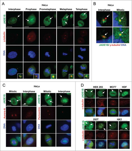 Figure 3. JADE1S localizes to the centrosomes in interphase and mitotic cells. Asynchronously dividing cells were processed for immunofluorescence and co-stained with antibodies for centrosome markers: (A, B and D) γ-tubulin, (C) Aurora-A and pericentrin. (A) Representative confocal images showing the localization of endogenous JADE1S protein to the centrosomes in interphase and during mitosis (white arrows). (B) Magnified confocal images of centrosomes showing JADE1S localizing to the ‘pericentriolar’ region in interphase cells and co-localizing with γ-tubulin in mitotic centrosomes. Scale bars: 10 µm.
