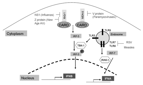 Figure 2. A summary of viral mechanisms that inhibit the upstream mediators of interferon induction. NS1 and Z proteins target RIG-1, V proteins target MDA-5, and RSV targets TLRs 7 and 8.