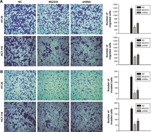 Figure 3 Inhibition of PI3K/Akt/mTOR pathway by BEZ235 and PI3KCA knockdown resulted in decreased cell migration and invasion.