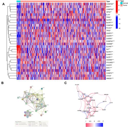 Figure 1 Expressions of the 29 pyroptosis-related genes and the interactions among them. (A) Heatmap of the pyroptosis-related genes between the normal and the tumor tissues. (B) PPI network showing the interactions of the pyroptosis-related genes (interaction score = 0.4). (C) The correlation network of the pyroptosis-related genes. P values were showed as: **P < 0.01; ***P < 0.001.