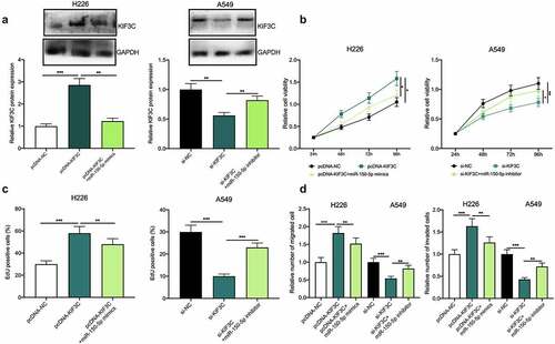 Figure 4. Effects of miR-150-5p / KIF3C axis on NSCLC cell proliferation, migration, and invasion. a H226 cells were co-transfected with pcDNA-KIF3C and miR-150-5p mimics, and A549 cells were co-transfected with si-KIF3C and miR-150-5p inhibitors. After transfection, KIF3C expression was detected by Western blot. B&C. CCK-8 and EdU assays were used to detect the changes in cell proliferation. D&E. Transwell assays were used to detect the changes in cell migration and invasion. * P < 0.05, ** P < 0.01 and *** P < 0.001