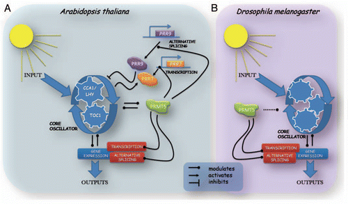 Figure 1 Schematic representations of circadian clock mechanisms for Arabidopsis thaliana and Drosophila melanogaster. The role of PRMT5 is shown in the model, although the connection with the core oscillator is different for Arabidopsis thaliana (A) and Drosophila melanogaster (B). In both organisms, gene expression can be modulated by alternative splicing or transcription levels, and both of them are controlled by the circadian core and in turn control the core oscillator, which leads to understanding alternative splicing and transcription as regulators of the core oscillator themselves.