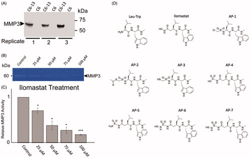 Figure 2. (A) Analysis of MMP3 in C6-Cx43 (C6-13) and low motility C6 parental line confirm MMP3 expression in high motility cellsCitation18,Citation53. (B) Relative to untreated control, zymographic assays of C6-13 conditioned media demonstrate dose-dependent loss of MMP3 activity due to ilomastat (N = 3, significance level *p ≤ 0.05, ***p ≤ 0.001) (C). (D) Structures of the Leu-Trp backbone, ilomastat and sulphonamide derivatives computationally (Leu-Trp to AP-7) and experimentally (Leu-Trp, ilomastat and AP-1) examined in this study.