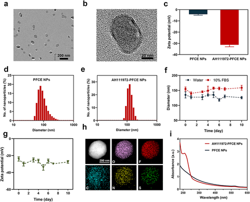 Figure 1 Characteristics of AH111972-PFCE NPs. (a and b) The TEM image of AH111972- PFCE NPs. (c) Zeta potential of AH111972-PFCE and non-targeted PFCE NPs. (d) DLS measurement of PFCE NPs. (e) DLS measurement of AH111972-PFCE NPs. (f) The hydrodynamic size of AH111972-PFCE NPs dispersed in water and 10% FBS over 10 days. (g) Zeta potential of AH111972-PFCE NPs over 10 days. (h) High-angle annular dark field (HAADF) image as well as nitrogen (N), fluorine (F), oxygen (O), carbon (C) and sulfur (S) elemental mapping of AH111972-PFCE NPs; Scale bar is 200 nm. (i) UV absorption spectra of AH111972-PFCE NPs and PFCE NPs.