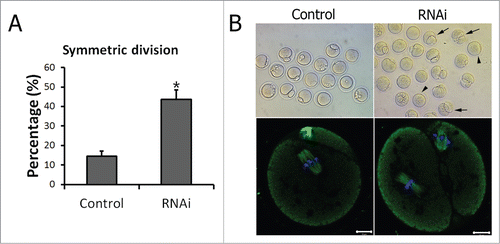Figure 4. TGN38 depletion caused failure of asymmetric cell division in mouse oocytes. (A) Percentages of symmetric division in oocytes when cultured for 12 h after TGN38 RNAi. Data are represented as mean ± s.e.m. of 3 independent experiments. *, P < 0.05. (B) Representative images of oocytes at 12 h of incubation. Upper lane: images from an optical microscope. Arrows: oocytes that divided symmetrically. Arrow heads: oocytes without a polar body. Lower lane: Oocytes were co-stained with anti-α-tubulin (Green) antibody and Hoechst 33342 (Blue), and examined under a confocal microscope. Bars, 10 μm.