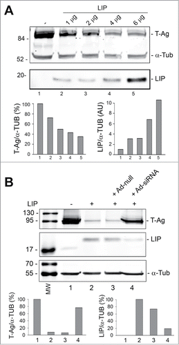 Figure 2. Effect of overexpression of LIP and LIP siRNA on T-Ag expression. (A) BsB8 cells were transfected with different amounts of expression plasmid for LIP as indicated and T-Ag expression analyzed by Western blot. The loading control was α-tubulin. The left-hand lane contains the molecular weight markers (MW). (B) BsB8 cells were transfected with expression plasmid for LIP and transduced with adenovirus vectors as indicated and T-Ag expression analyzed by Western blot. The loading control was α-tubulin. The left-hand lane contains the molecular weight markers (MW).