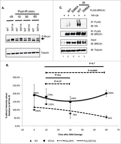 Figure 6. The impact of Chk2 phosphorylation on BRCA1 stability and ubiquitination. (A) Comparison of phosphorylated Brca1 level in Brca1+/+ and Brca1S971A/S971A MEFs upon γIR (10 Gy). One representative experiment from 4 independent experiments. Brca1 is detected by an antibody recognizing mouse Brca1 (a gift of Richard Baer). (B) Quantification of phospho-Brca1 levels normalized by tubulin levels. Average of 4 independent experiments. Trend line represents polynomial fit of data. P = 0.001 using pairwise t-test. (C) Comparison of in vivo ubiquitination of FLAG-tagged BRCA1(wt) and BRCA1(S988A).