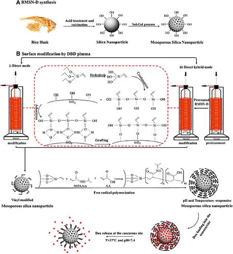 Figure 2 (A) The overall procedure of mesoporous silica nanoparticles synthesis from rice husk and (B) nanoparticles surface modification synthesis by DBD plasma modification with i) Direct and ii) direct hybrid modes to pH and Temperature-responsive drug delivery system synthesis.
