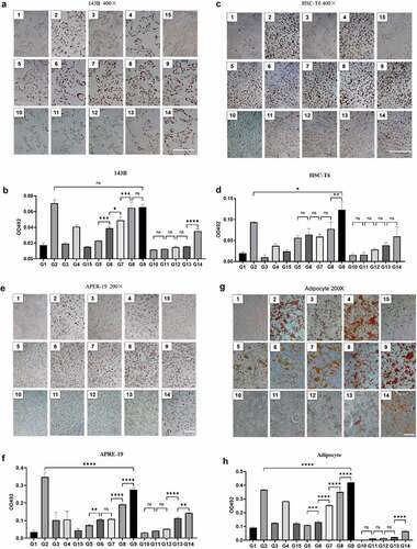 Figure 2. The staining effect of different dye solutions in different cells. A, C, E, G: Representative images of ORO staining for 143B human osteosarcoma cells (A), HSC-T6 rat hepatic stellate cells (C), APRE-19 human retinal epithelial cells (E), and adipocyte (G) adipocyte under the light microscope. Scale bars: 100 μm. B, D, F, H: The absorbance at 492 nm of ORO-containing extracts semi-quantitatively reflects the staining effect of 15 ORO staining solutions for 4 different cell lines. All the experiment was independently repeated three times. (n = 3. Error bars indicate mean ± SD. ns: p > 0.05, **P < 0.01; ***P < 0.001, ***P < 0.0001, by Student’s t-test between 2 groups comparisons).