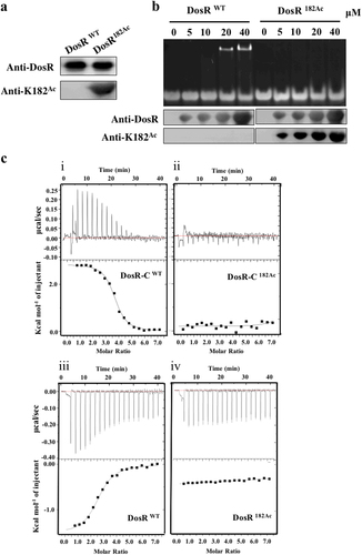Fig. 2 Acetylation of K182 abolishes the binding of DosR to its regulon promoter.a Western blot analysis of purified wild-type DosR (DosRwt) or DosR protein in which K182 was acetylated (DosR182Ac). Antibodies specific for DosR (anti-DosR, 1:10,000) and acetylated K182 peptides (anti-K182Ac, 1:1000) were used, and the exposure time was 30 s (for anti-K182Ac) or 3 s (for anti-DosR). b DNA-binding abilities of DosR and DosRK182Ac. Electrophoretic mobility shift assay (EMSA) was used to evaluate the DNA-binding abilities of DosR and its derivatives at the indicated concentrations (lanes 2–5 and lanes 7–10) to a 20-bp DNA fragment. The acetylation level of DosRK182Ac in EMSA was tested using western blot. c Binding of full-length DosR or DosRK182Ac and the C-terminal domain of DosR (DosR-C, residues 144–217) or DosR-CK182Ac to DNA by isothermal titration calorimetry (ITC). The representative raw ITC data and the fitted binding curves are shown for the proteins DosR (i), DosRK182Ac (ii), DosR-C (iii), and DosR-CK182Ac (iv). Results are representative of at least two independent experiments