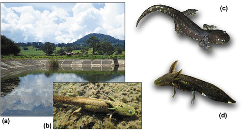 Figure 2. (a) The breeding site of A. cf. amblycephalum at Nahuatzen, and photographs of (b) a paedomorphic adult; (c) a terrestrial adult; (d) a tadpole.