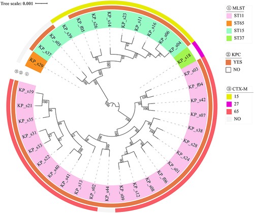 Figure 3 Phylogenetic tree of 36 Klebsiella pneumoniae. Construction Phylogenetic tree of 36 Klebsiella pneumoniae strains.In the legend different colors were used to represent the ST typing of strains, the expression of blaKPC and blaCTX in the second and third layers of the figure, respectively.