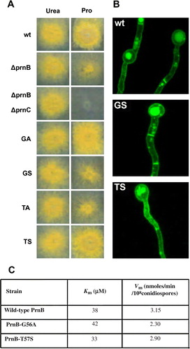 Figure 3.  Functional characterization of novel PrnB mutants in TMD1. (A) Growth tests on proline, (B) Cellular expression, and (B) Kinetic profile. In (A) notice the leaky growth of a ΔprnB control strain due to the existence of a secondary proline transporter, compared to the total absence of growth in a strain also lacking the ability to catabolize proline (ΔprnB ΔprnC). Mutants Gly56Ser and Thr57Ala (GS, TA) score similar to ΔprnB, whereas mutants Gly56Ala and Thr57Ser (GA, TS) score similar to a prnB+ (wt) strain. In (B), apparent loss-of-function PrnB alleles Gly56Ser and Thr57Ala show normal expression in the plasma membrane, septa and vacuoles. In (C), functional PrnB alleles Gly56Ala and Thr57Ser show nearly wild-type kinetics of proline transport. This Figure is reproduced in colour in Molecular Membrane Biology online.