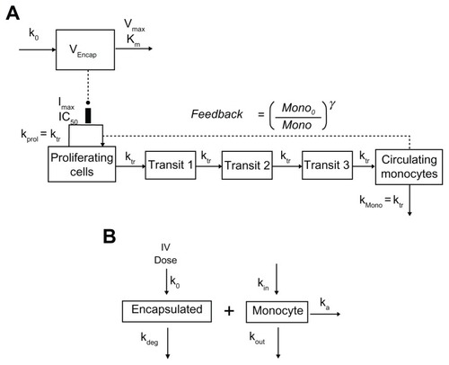 Figure 1 The myelosuppression-based PK–PD model (A) and the mechanism-based PK–PD model (B) for encapsulated CKD-602 and monocytes.Abbreviations: PK–PD, pharmacokinetic-pharmacodynamic; VEncap, volume of distribution; k0, infusion rate; Km, concentration at which half-maximum elimination rate is achieved; Vmax, maximum elimination rate; Imax, maximum capacity of inhibition; IC50, concentration at which half-maximum inhibition is achieved; kprol, proliferation rate constant; ktr, transit rate constant; kmono, removal rate constant of monocyte; Mono, monocyte count; Mono0, baseline monocyte count; γ, feedback constant; kdeg, degradation rate constant; kin, monocyte production rate constant; kout, monocyte removal rate constant; IV, intravenous.