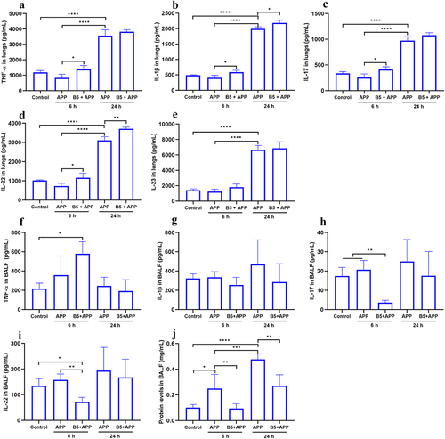 Figure 6. Intranasal B5 promotes cytokine secretion in lungs during APP infection. Mice were pretreated intranasally with 20 μg of B5, challenged with APP 3 d after the last pretreatment, and euthanized for cytokines detection 6 h and 24 h after challenge. a-e, levels of TNF-α (a), IL-1β (b), IL-17 (c), IL-22 (d), and IL-23 (e) in lungs. f-i, levels of TNF-α (f), IL-1β (g), IL-17 (h), and IL-22 (i) in BALF. j, protein levels in BALF. Data shown are means ± SD. Data are representative of two independent experiments (n = 3–4 mice per group). The significance of differences between the groups was determined by ANOVA with post-hoc Tukey’s multiple comparison test (*p < 0.033, **p < 0.0021, ***p < 0.0002, ****p < 0.0001).