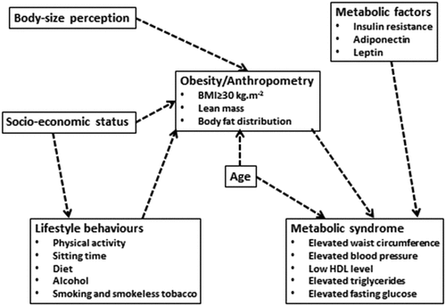 Figure 1. A conceptual, hypothetical framework of the proposed links between behaviours, body composition, and metabolic syndrome [Citation13]. HDL, high-density lipoprotein cholesterol.