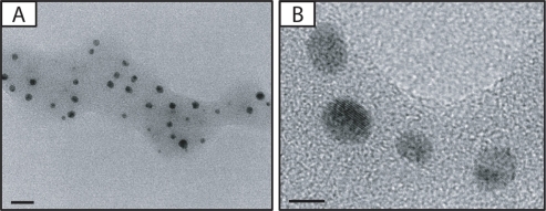 Figure 1 A) Photomicrographs of silver nanoparticles (NPs). B) Transmission electron microscopic image of bulk of silver NPs. Bars in A) and B) indicate 20 nm and 5 nm, respectively.