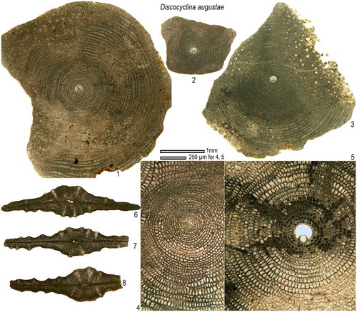 Figure 12. Equatorial and axial sections of D. augustae ex. interc. olianae- atlantica from the Fulra Limestone. 4, microspheric; others, megalospheric. FUL13–170, 2: FUL13–171, 3: FUL13–41, 4: FUL7–3, 5: FUL13–102, 6: FUL13–209, 7: FUL13–213, 8: FUL.13–210.