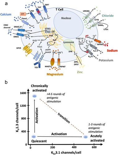 Figure 1. a) Network of ion channels and transporters in human T cells. KV1.3 and KCa3.1 are expressed in both the plasma membrane and inner mitochondrial membrane. Although CaV3.2, CaV3.3, CaV2.1 transcripts are present in T cells, they lack many 5’ exons and consequently no functional CaV channels are expressed in T cells [Citation10]. This figure is modified and updated from a figure published in [Citation9]. b) The number of KV1.3 and KCa3.1 channels per T cell in quiescent, acutely activated (1–3 rounds of antigenic stimulation) and chronically activated (>4–5 rounds of antigenic stimulation) cells.