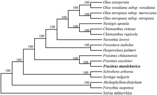 Figure 1. Neighbour-joining (NJ) phylogenetic tree based on 18 complete chloroplast genomes. Accession numbers: Abeliophyllum distichum (NC_031445); Chionanthus retusus (NC_035000); Chionanthus rupicola (NC_036980); Fraxinus chiisanensis (NC_037171); Fraxinus excelsior (NC_037446); Forestiera isabelae (NC_036981); Forsythia suspensa (NC_036367); Hesperelaea palmeri (NC_025787); Nestegis apetala (NC_036983); Noronhia lowryi (NC_036984); Olea exasperata (NC_036985); Olea europaea subsp. maroccana (NC_015623); Olea europaea subsp. europaea (NC_015401); Olea woodiana subsp. Woodiana (NC_015608); Schrebera arborea (NC_036986); Syringa vulgaris (NC_036987); Salvia miltiorrhiza (NC_020431); Fraxinus mandshurica (MF_674342).