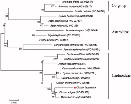 Figure 1. Phylogeny of C. japonicum and 20 related species based on complete chloroplast genome sequences. The phylogenetic tree was constructed using the maximum likelihood (ML) method with 1000 bootstrap replicates based on the complete chloroplast genomes of 21 species from the Asteraceae family, including 9 from the Carduoideae subfamily, 8 from the Asteroideae subfamily, and 3 outgroups.