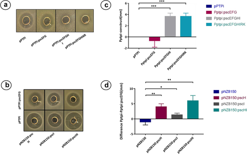 Figure 7. Well diffusion assay of constructed derivatives of L. cremoris NZ9000. Panels A and B well diffusion assay using the strains containing the constructs as indicator strains. Panels C and D show the difference of inhibition zone in mm in the different cases, the data corresponds to the average of three independent experiments. *p < .05, **p < .01, ***p < .001 by the pair t-test with the control group in each case.