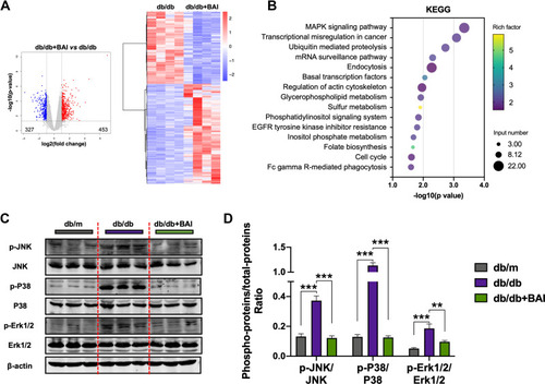 Figure 7 Baicalin administration inhibits activated MAPK signaling pathway in DN. (A) Volcano map showed the number of DEGs in BAI group versus model group; heatmap of these DEGs was also presented. Blue means downregulated gene, red means upregulated gene. (n=4) (B) KEGG enrichment analysis for DEGs identified by transcriptomics analysis. (C) Representative Western blots for p-JNK, JNK, p-P38, P38, p-Erk1/2 and Erk1/2 protein expressions in kidney tissue extracts. (n=6) (D) The quantification of p-JNK, JNK, p-P38, P38, p-Erk1/2 and Erk1/2 protein Western blots. All data are presented as means ± SD. **p < 0.01, ***p < 0.001.