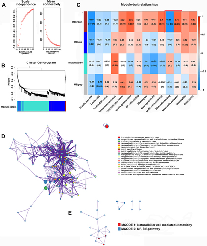 Figure 3 WGCNA and identification of the key module associated with immune infiltration in painful IVDD. (A) The best soft threshold (β) value was determined depending on scale-free topology and mean connectivity analysis. (B) Hierarchical clustering of the eigengene modules for 1613 upregulated DEGs. (C) Heatmap of the correlation between module eigengenes and differentially infiltrated immune cells. Each row represents a color-coded module eigengene, and each column represents a type of infiltrated immune cell. |Cor| > 0.7, p value < 0.01 was considered significant. (D) Functional and (E) protein‒protein interaction (PPI) enrichment analysis of the MEbrown module genes by Metascape.