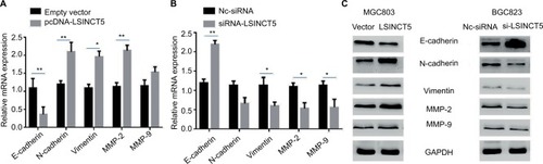 Figure 3 Overexpression of LSINCT5 promotes GC cell invasion and metastasis by affecting the EMT.Notes: (A, B) qRT-PCR analysis of E-cadherin, N-cadherin, vimentin, MMP-2, and MMP-9 expression following the transfection of MGC803 cells with empty vector or pcDNA-LSINCT5 or the transfection of BGC823 cells with scrambled siRNA or si-LSINCT5. (C) Western blot analysis of E-cadherin, N-cadherin, vimentin, MMP-2, and MMP-9 expression in MGC803 cells transfected with pcDNA-LSINCT5 and BGC823 cells transfected with si-LSINCT5. All the experiments were performed in triplicate. Bars: SD; *P<0.05 and **P<0.01.Abbreviations: EMT, epithelial–mesenchymal transition; GC, gastric cancer; MMP, matrix metalloproteinase; qRT-PCR, quantitative real-time polymerase chain reaction; NC, negative control.