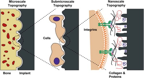 Figure 6. Interactions between the bone and the implant surface at different topographical scales. Image reproduced without modification from [Citation15].