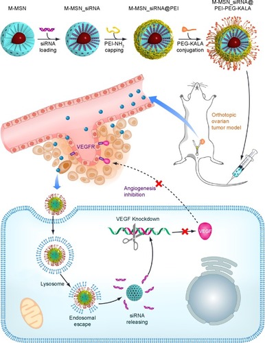 Figure 1 Schematic representation of the design of this study.Note: Synthesis of M-MSN_siRNA@PEI-PEG-KALA (top) and systemic administration of VEGF siRNA via this nanocarrier into orthotopic ovarian tumor-bearing mice led to effective silencing of VEGF gene expression in cancer cells and inhibited angiogenesis, ultimately leading to suppression of cancer growth.Abbreviations: M-MSN, magnetic mesoporous silica nanoparticle; siRNA, small interfering RNA; PDI, polydispersity index; PEI, polyethylenimine; PEG, polyethylene glycol; KALA, a type of fusogenic peptide; VEGF, vascular endothelial growth factor.