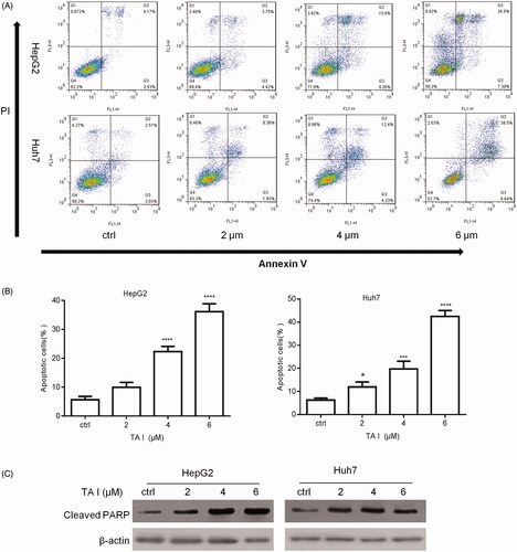 Figure 3. Effects of TA I on cell apoptosis in HepG2 and Huh7 cells. (A) HepG2 and Huh7 cells were treated with TA I (0, 2, 4, and 6 μM) for 24 h, and cell apoptosis was analyzed by flow cytometry. (B) Bar graphs show the quantification of apoptosis in HepG2 and Huh7 cells. (C) HepG2 and Huh7 cells were treated with TA I (0, 2, 4, and 6 μM) for 12 h, and the protein expression level of cleaved PARP was assayed by western blot. β-actin served as a loading control. *p < .05, ***p < .001, ****p < .0001. TA: tanshinone; PARP: poly(ADP-ribose) polymerase.