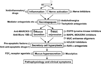 Figure 8 Pharmacotherapy of airway mucus hypersecretion in COPD. The pathophysiological ‘cascade’ from initiating factors to clinical symptoms can be accessed at different levels by ‘antihypersecretory’ pharmacotherapeutic compounds. The precise site(s) of action of many compounds is unclear, and some compounds may act at more than one site. hCLCA, human calcium-activated chloride channel; COX, cyclooxygenase; EGFR, epidermal growth factor receptor; ERK, extracellular signal-regulated kinase; MARCKS, myristoylated alanine-rich C kinase substrate; MEK, mitogen-activated protein kinase kinase; MUC, mucin (gene); NKCC, Na+-K+-Cl− cotransporter; PI-3K, phosphatidylinositol 3-kinase; RAR, retinoic acid receptor.