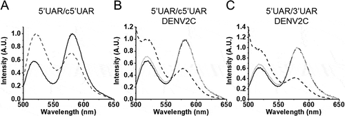 Figure 3. Emission spectra of 5ʹUAR before (solid black) and after annealing (dotted black) to its complementary sequences. (A) Emission spectra before and after annealing of 10 nM 5ʹUAR to 8 μM c5ʹUAR. (B) Emission spectra of 5ʹUAR in the absence (solid black) and presence (solid grey) of DENV2C in an DENV2C:ORN ratio of 2:1. The emission spectra after annealing of 10 nM 5ʹUAR to 1 μM c5ʹUAR in the presence of DENV2C is shown in dotted lines. (C) Emission spectra of 5ʹUAR in the absence (solid black) and presence (solid grey) of DENV2C in an DENV2C:ORN ratio of 2:1. The emission spectra after annealing of 10 nM 5ʹUAR to 3 μM 3ʹUAR in the presence of DENV2C is shown in dotted lines. The excitation wavelength was 480 nm