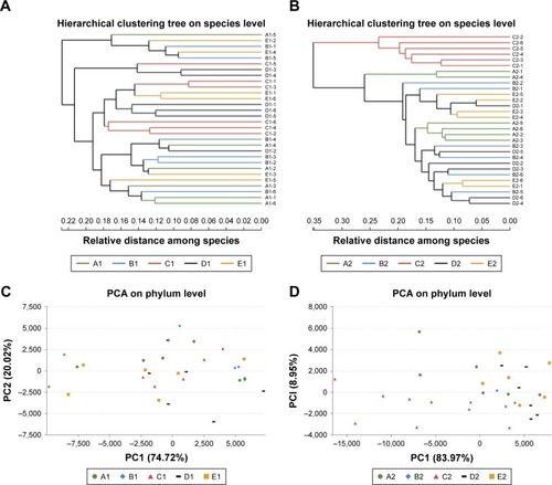 Figure 1 β Diversity of gut microbiota.Notes: Hierarchical clustering tree at the species level before (A) and after (B) treatment. PCA before (C) and after (D) treatment. Groups are labeled with “1” for before treatment and “2” for after treatment; group A, the blank control group; group B, the H. pylori control group; group C, the triple therapy group; group D, the low-dose LipoLLA group; and group E, the high-dose LipoLLA group.Abbreviations: H. pylori, Helicobacter pylori; PCA, principal component analysis.