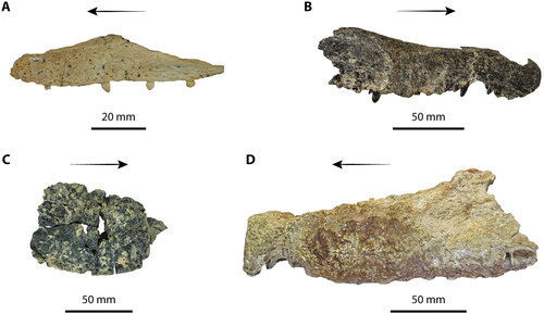 Figure 15. Quinkana. A, Quinkana meboldi, QMF31056, holotype, left maxilla in lateral view. B, Quinkana timara, NTM P895-19, holotype, partial snout in right lateral view. C, Quinkana babarra, QMF23220, holotype, right maxillary piece in lateral view. D, Quinkana fortirostrum, AM F57844, holotype, snout in left lateral view. Arrows indicate anterior.