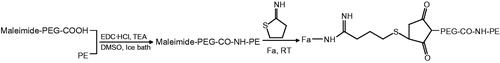 Figure 1. General reaction scheme for synthesis of Fa-PEG-PE.