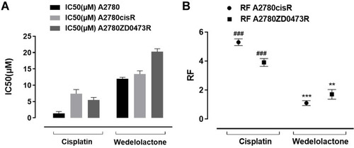 Figure 2 (A) Illustrates IC50 (n=7) values while (B) illustrates RF values. ### indicates cisplatin (as control) whereas ** indicates P <0.01 and *** indicates P <0.001.