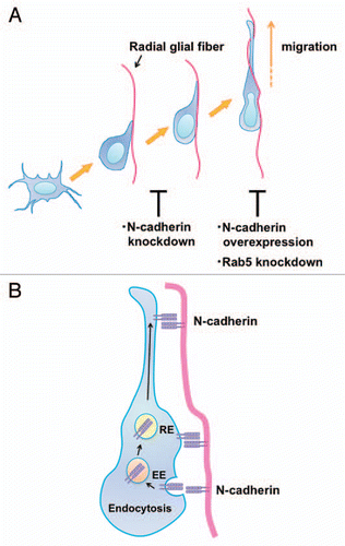 Figure 2 N-cadherin mediates the interaction between migrating neurons and radial glial fibers and radial glial-guided locomotion mode of neuronal migration. (A) Multipolar cells form a thick leading process, retract the other processes and attach to the radial glial fibers in order to change into the locomoting neurons. Knockdown of N-cadherin weakens the interaction between the polarized locomoting neurons and radial glial fibers. Subsequently, the locomoting neurons migrate toward the pial surface along the radial glial fibers. Similar to Rab5 suppression, increased levels of N-cadherin disturb the migration. (B) In the locomoting neurons, a portion of the cell surface N-cadherin is internalized into early endosomes (EE) and recycled back to the plasma membrane via recycling endosomes (RE). The intracellular trafficking of N-cadherin is essential for the piadirected migration of locomoting neurons. N-cadherin endocytosis and recycling are regulated by Rab family small GTPases, Rab5 and Rab11, respectively.