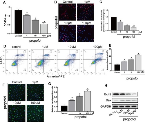 Figure 1 Propofol-induced apoptosis in HT-22 cells. (A) CCK-8 assay results showed viability in HT-22 cells treated with 0, 1, 10 and 100 μM propofol, respectively. (B and C) EdU assay results showed EdU-positive HT-22 cells treated with 0, 1, 10 and 100 μM propofol, respectively (B). Quantitative analysis of EdU-positive ratio (C). (D and E) Flow cytometry results showed distribution of apoptotic cells, necrotic cells and survival cells following the treatment of 0, 1, 10 and 100 μM propofol in HT-22 cells, respectively (D). Quantitative analysis of apoptosis rate (E). (F and G) TUNEL results showed TUNEL-positive cells following the treatment of 0, 1, 10 and 100 μM propofol in HT-22 cells, respectively (F). Quantitative analysis of TUNEL-positive rate (G). (H) Protein levels of Bcl-2 and Bax in HT-22 cells treated with 0, 1, 10 and 100 μM propofol, respectively (*p<0.05 compared to control group).