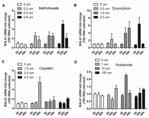 Figure 1 Effects of methotrexate (A), doxorubicin (B), cisplatin (C), ifosfamide (D) on MALAT-1 expression in U-2OS osteosarcoma cells. The cells treated with doxorubicin demonstrated a relatively good trend of upregulated MALAT-1.